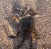 Top Montalivet-les-Bains