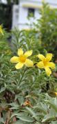 Top Cochin