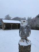 Bird Nest - dine with the eagles Private Retreat