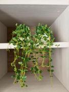 Top Mendrisio Top Mendrisio