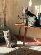 Top Dúrcal Top Dúrcal