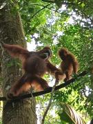Top Bukit Lawang