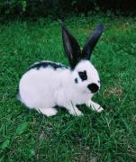 Top Ochotnica Górna Top Ochotnica Górna