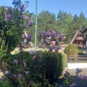 Domki Letniskowe KORMORAN