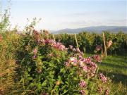 Top Freiburg im Breisgau