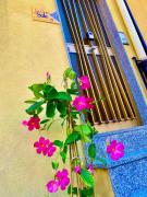 Top Corleone Top Corleone