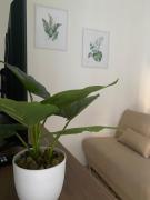 Essential Apartments