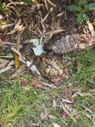 Top Mandre Top Mandre