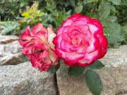 Izerski Poranek Izerski Poranek