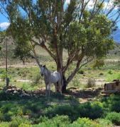 Rocky Sands - Klein Karoo R62