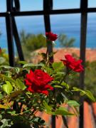 Top Póros Kefalonias