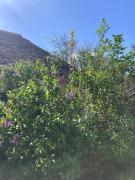 Anna Falusi Vendégház Sarud