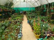 Top Mirik