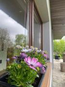 Top Tenczyn Top Tenczyn