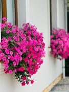 Top Gołdap Top Gołdap