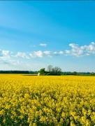 Renovated Studio With Views Over Österlen Plains