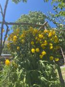 Vardzia Chachkari Cottage