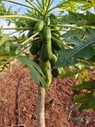 Top Golhalli Top Golhalli