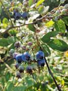 Top Karpacz Top Karpacz