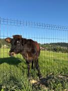 Top Podwilk Top Podwilk