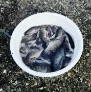 Villa Catalina Leisure resort