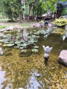 Top Balatonszárszó