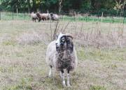 Ferienhof Elmenhorst