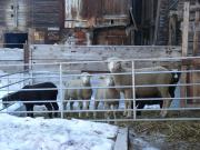 Top Reckingen - Gluringen