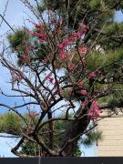 Kamagaya - House - Vacation STAY 9556