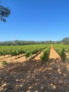 Top La Roquebrussanne