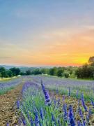 Top Foiano della Chiana