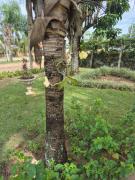 Top Sarapuí