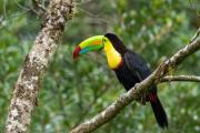 Top Monteverde
