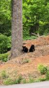 Top Sevierville