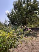 Top Káto Korakiána Top Káto Korakiána