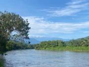 Top Palomino Top Palomino