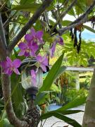 Casa Aloha on Los Mangos Street