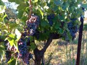 Domaine Tombarel - Agritourisme