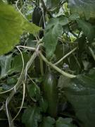 Top Köpingebro Top Köpingebro