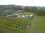 Top Laie