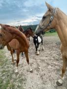 Top Glaznoty Top Glaznoty