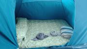Camping Invernaderito