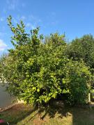 Top Santa-Lucia-di-Moriani