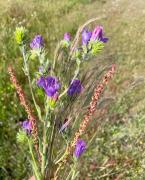 Top Porto Covo Top Porto Covo