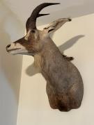 Top Eureka Top Eureka