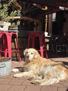 Top La Petite-Pierre Top La Petite-Pierre