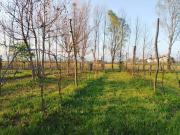 Top Quinto Vicentino