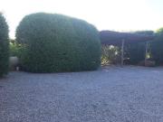 Top Pescia Fiorentina