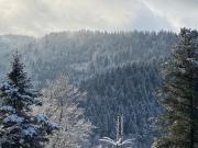 Le souffle des sapins