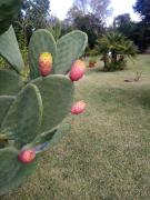 Top Paestum Top Paestum